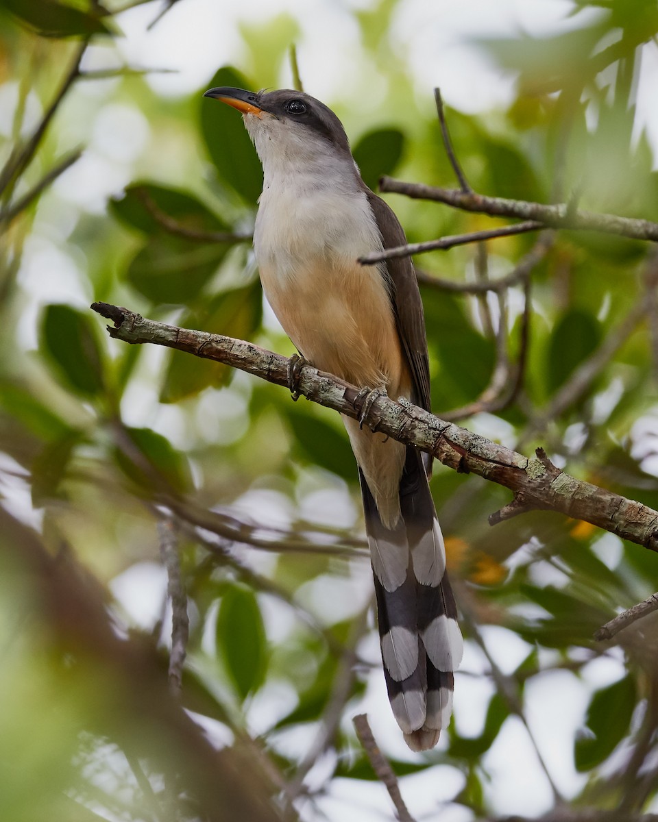 Mangrove Cuckoo - ML108317091