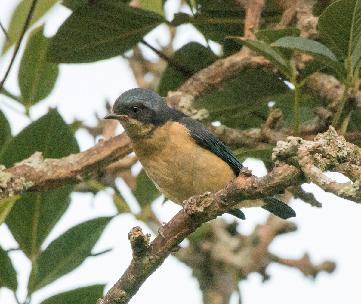Fawn-breasted Tanager - ML108318391