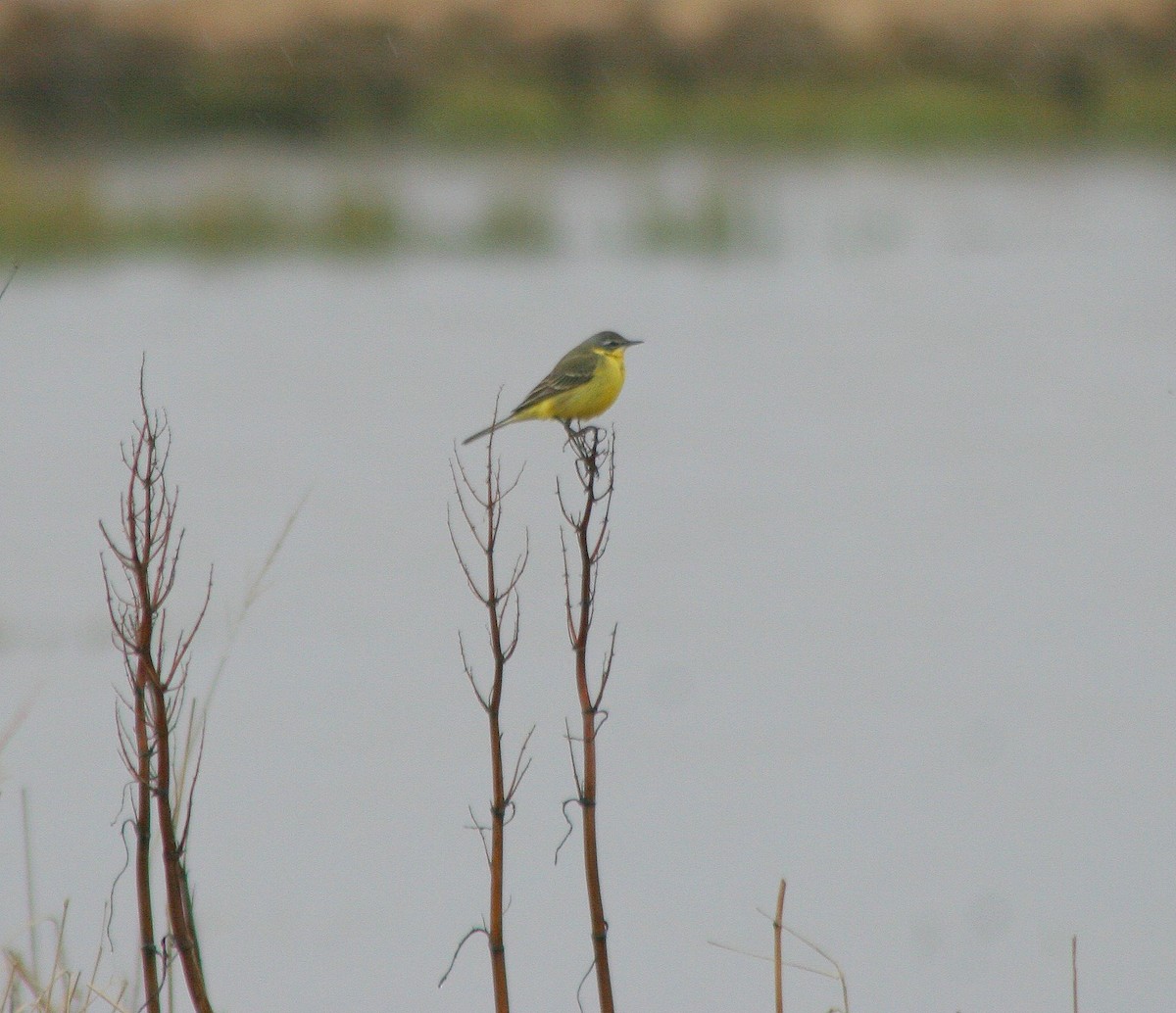 Eastern Yellow Wagtail - R.D. Wallace