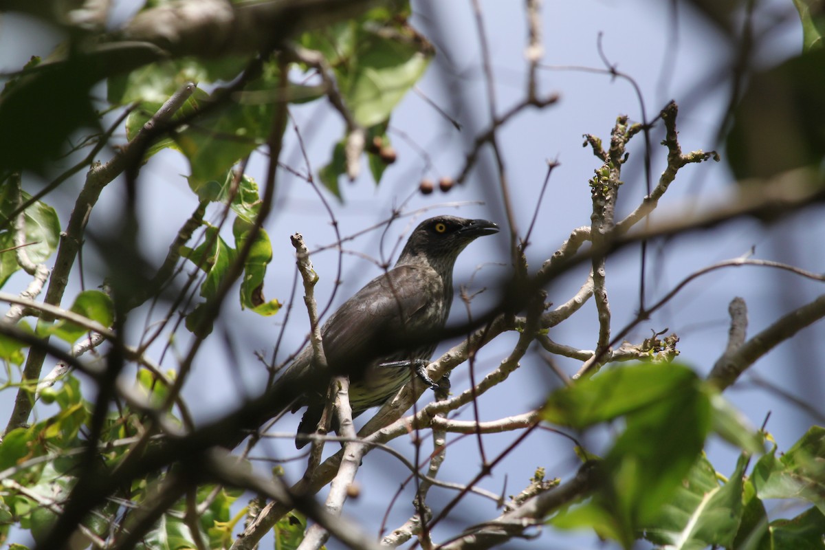 Micronesian Starling - ML108319981