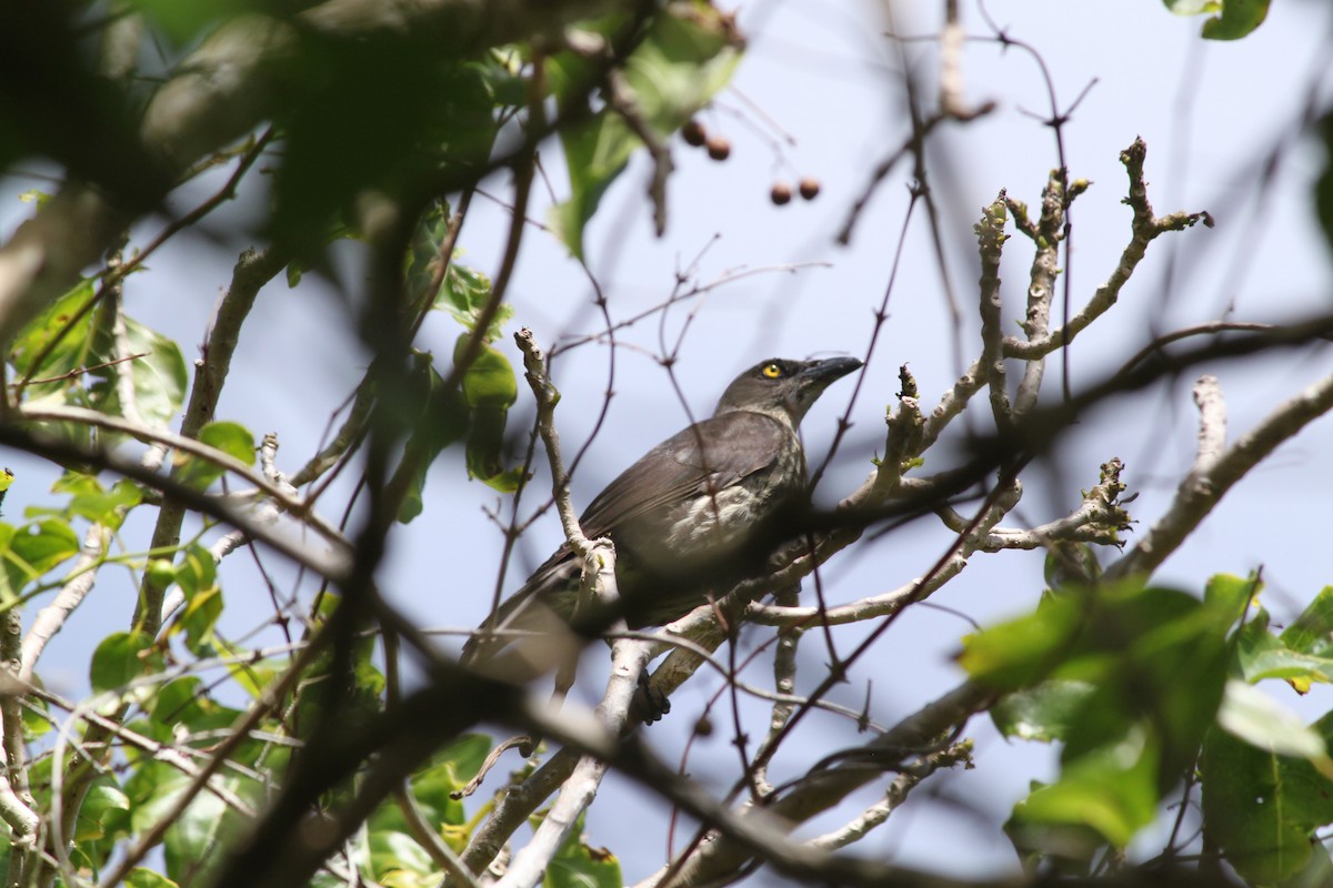 Estornino de Micronesia - ML108320051