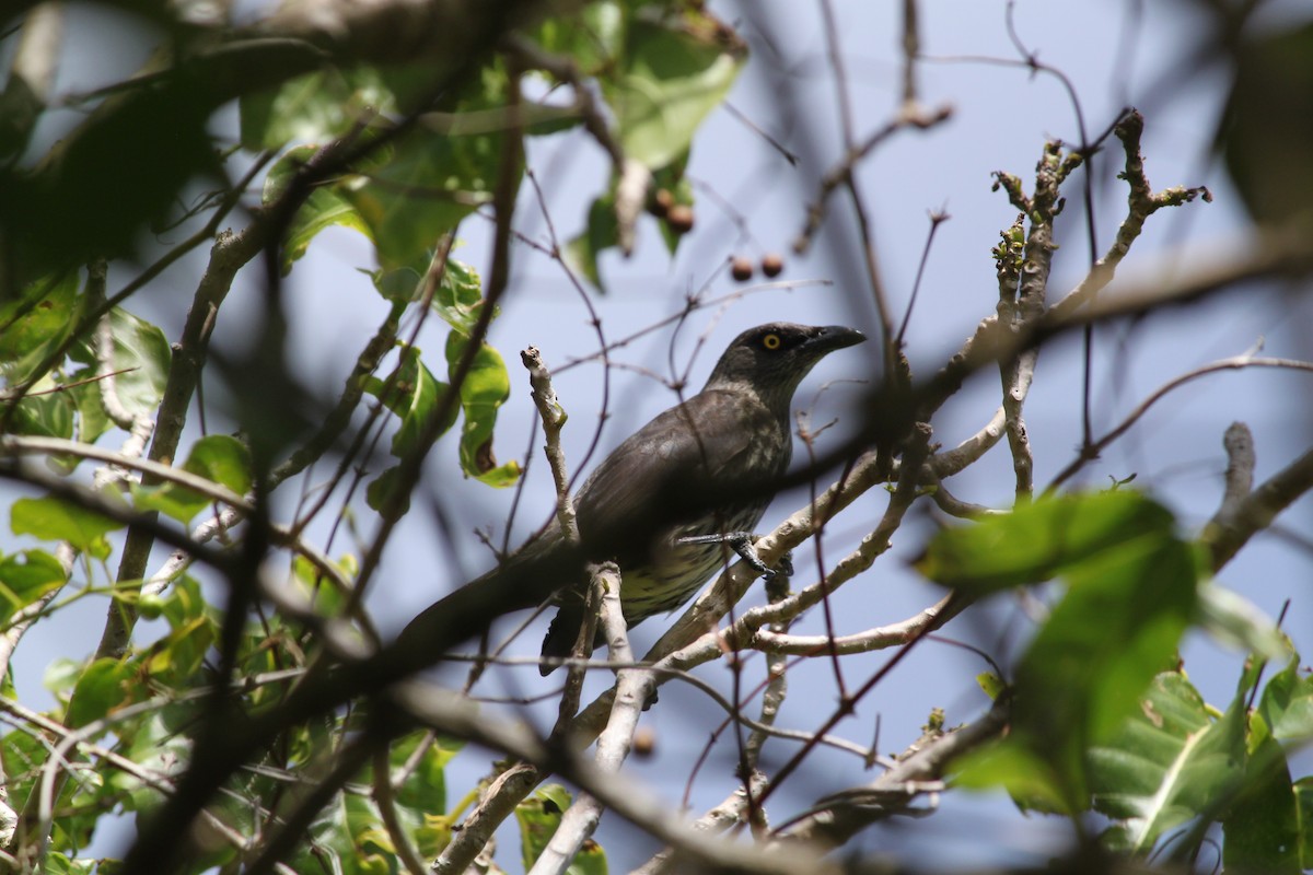 Micronesian Starling - ML108320101