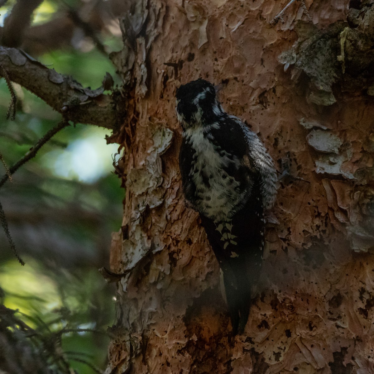 American Three-toed Woodpecker (Rocky Mts.) - Kelly Ballantyne