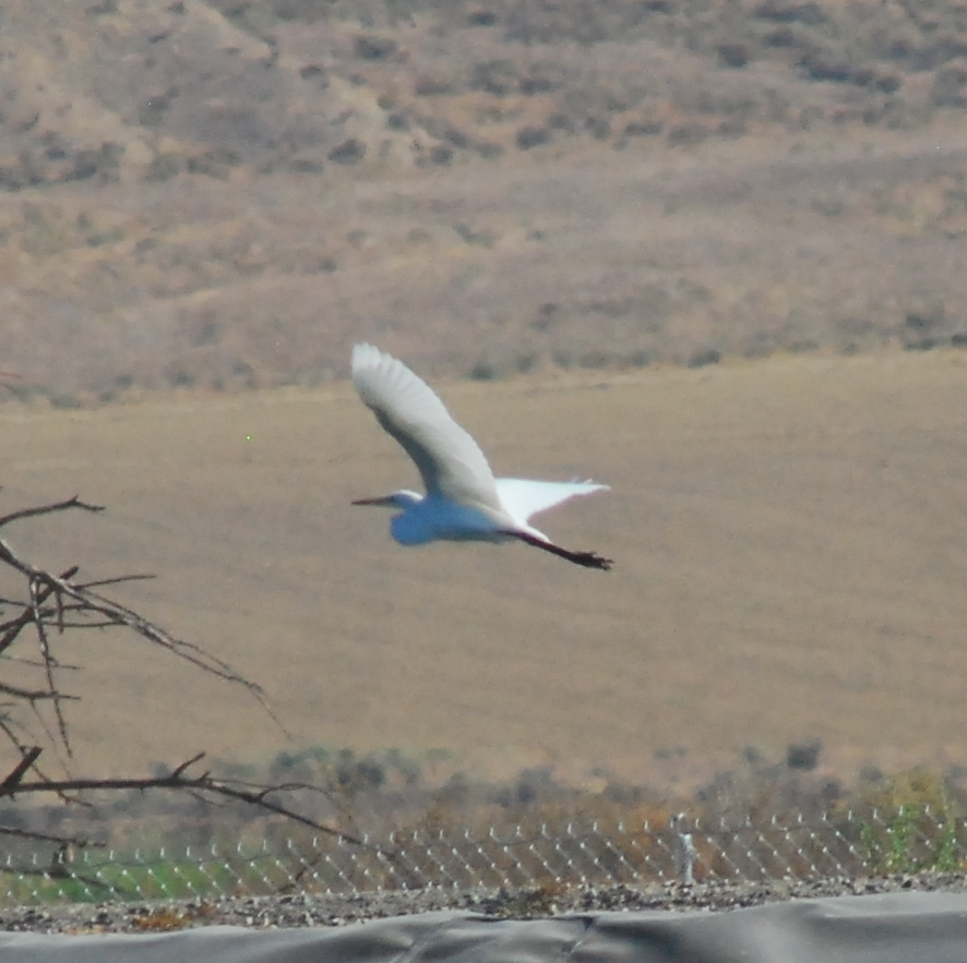 Great Egret - Anonymous