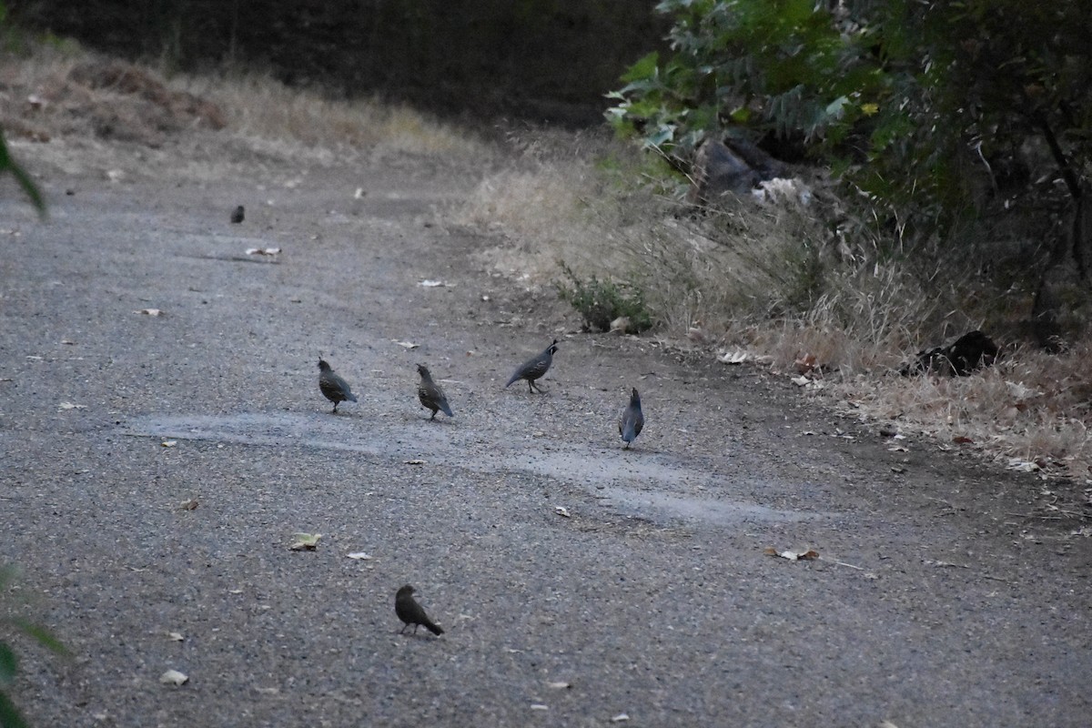 California Quail - ML108324181