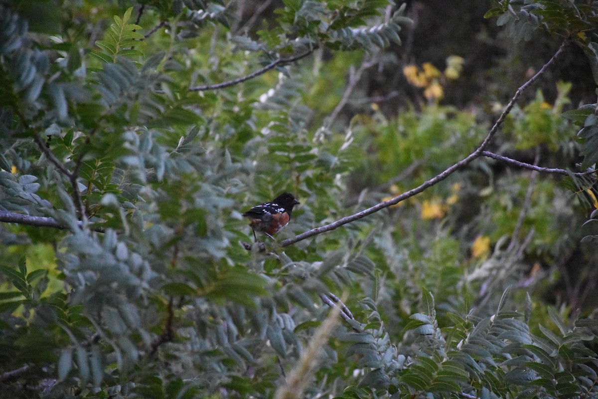 Spotted Towhee - ML108324591