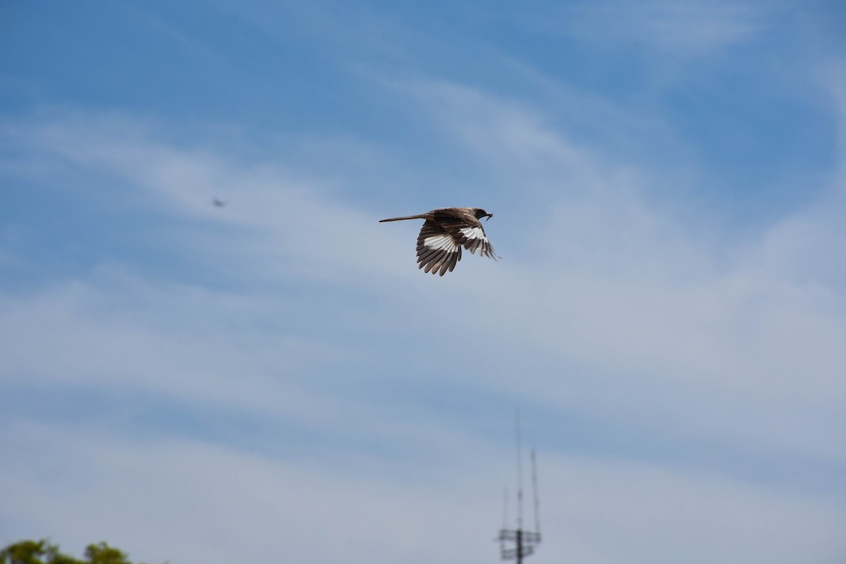 Northern Mockingbird - ML108324891