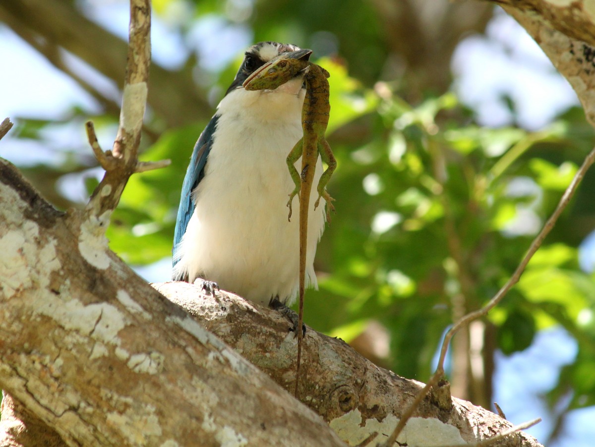 Mariana Kingfisher - Kevin McGowan