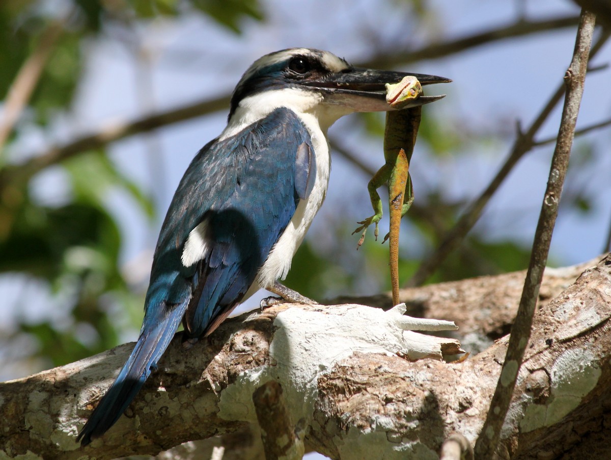 Mariana Kingfisher - Kevin McGowan