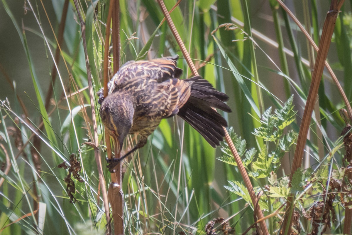 Red-winged Blackbird - Danielle  A