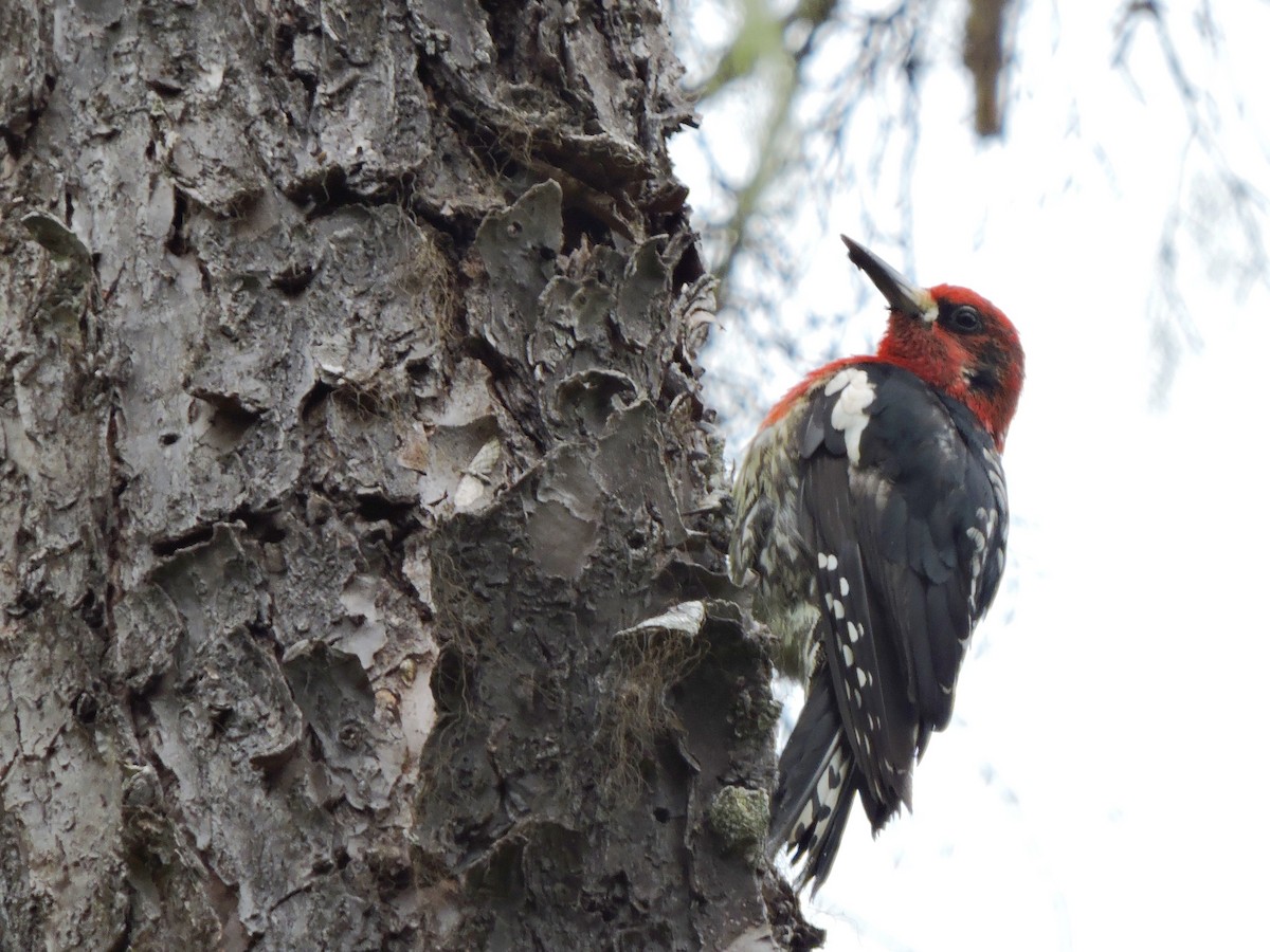 Red-breasted Sapsucker - ML108328651