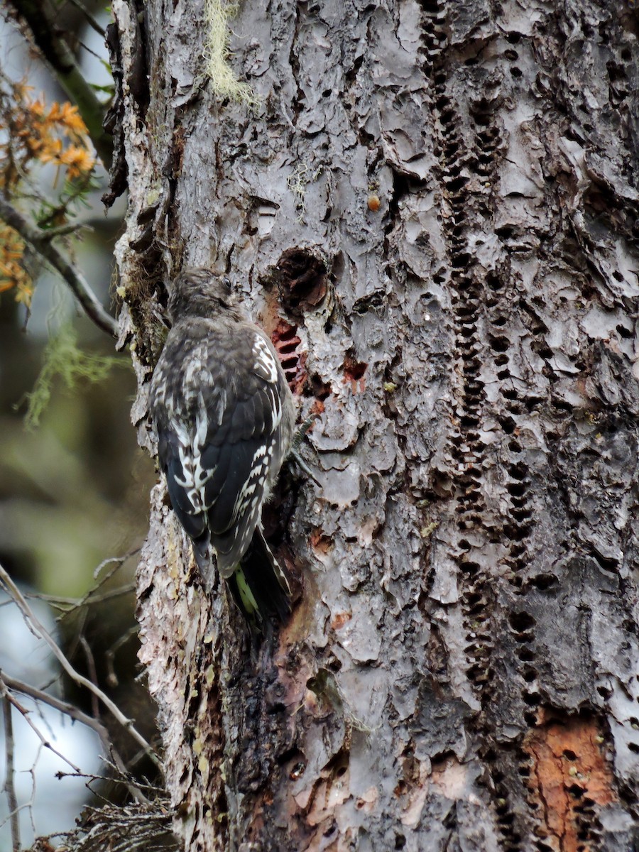 Red-breasted Sapsucker - ML108328711