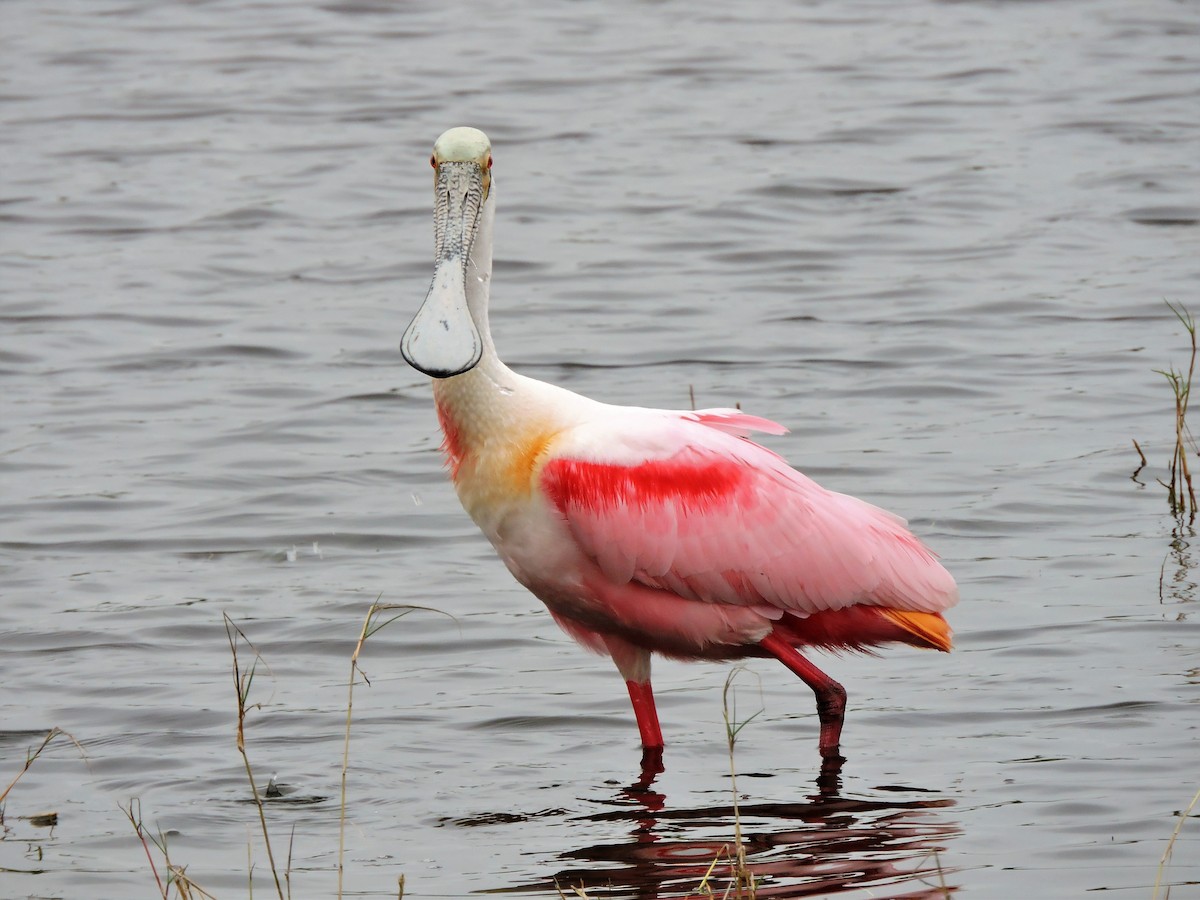 Roseate Spoonbill - ML108330221