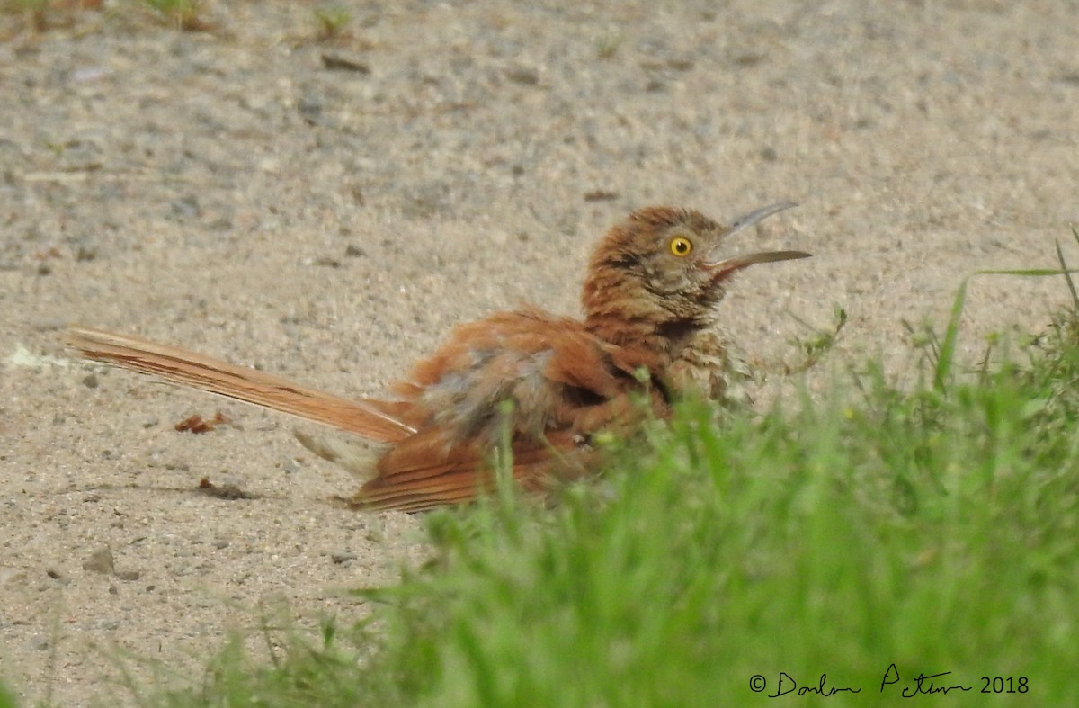 Brown Thrasher - ML108330661