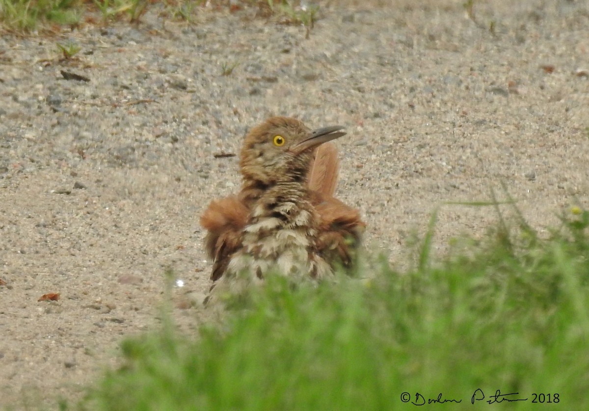 Brown Thrasher - ML108330701