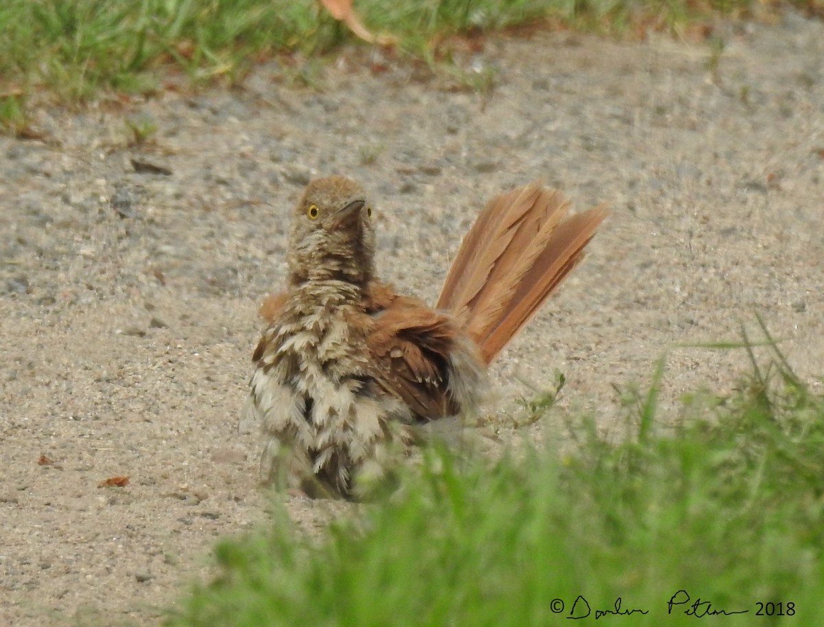 Brown Thrasher - ML108330711