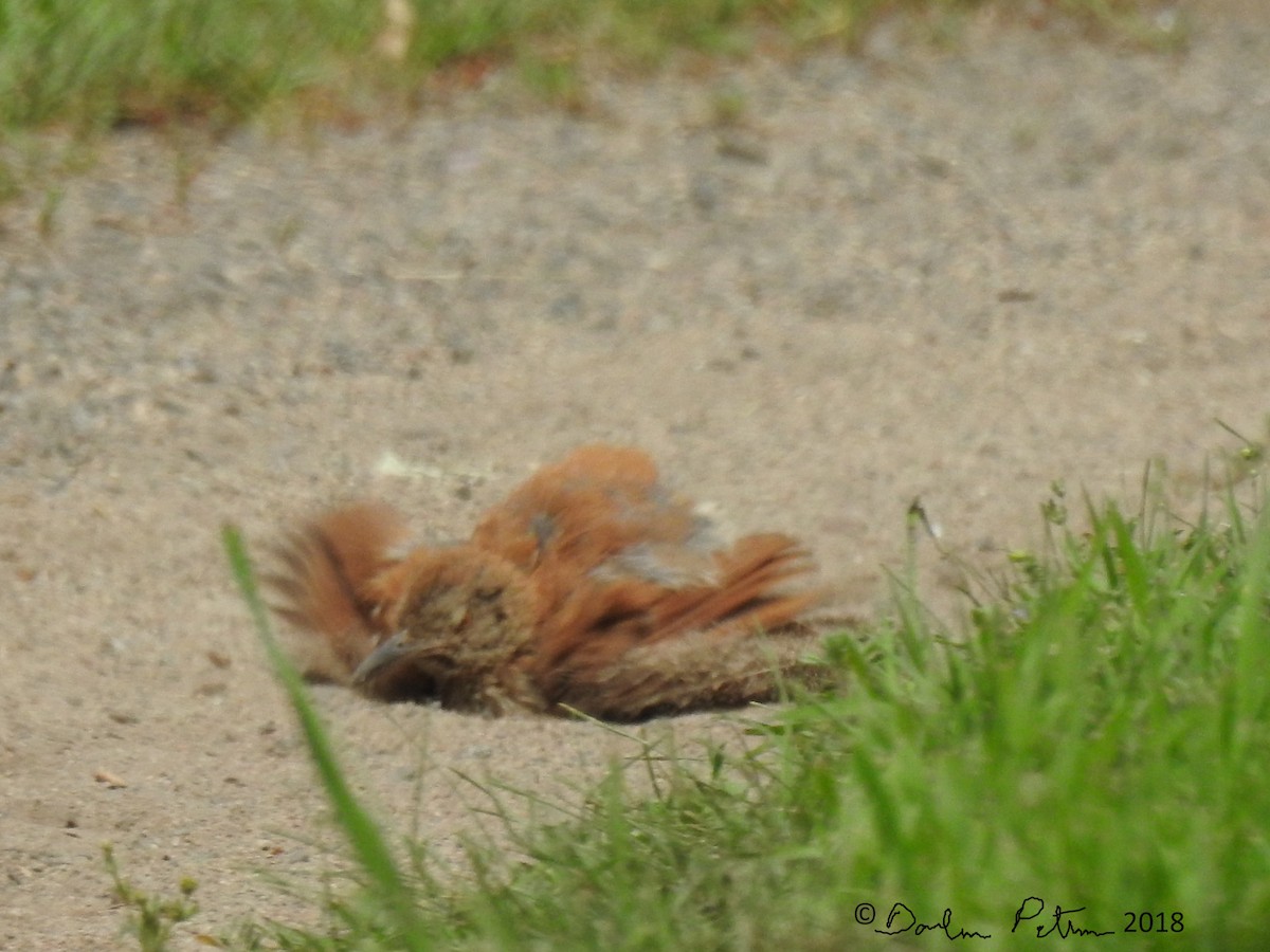 Brown Thrasher - ML108330731