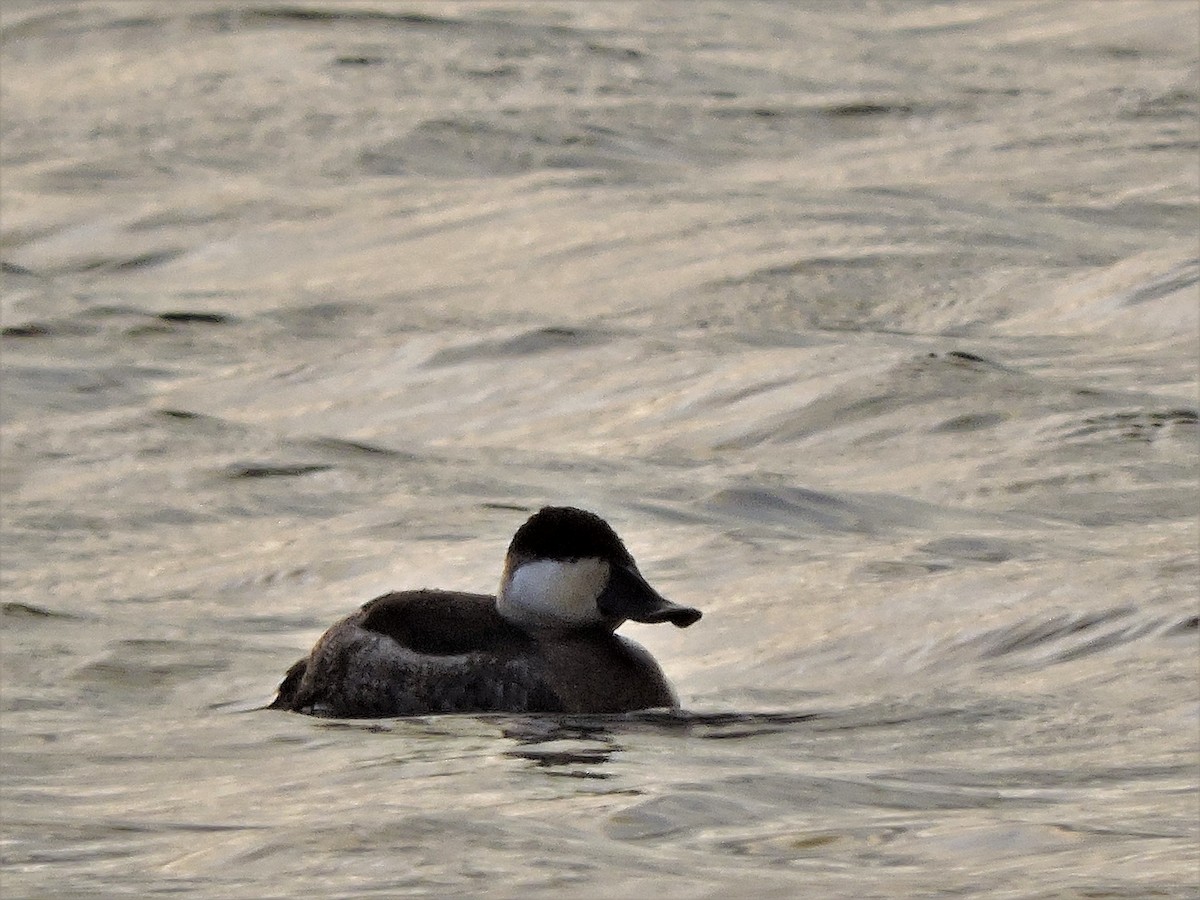 Ruddy Duck - ML108331511