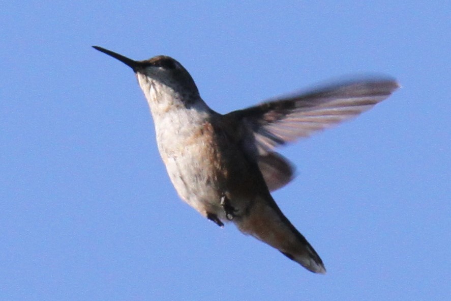 Rufous Hummingbird - ML108332541