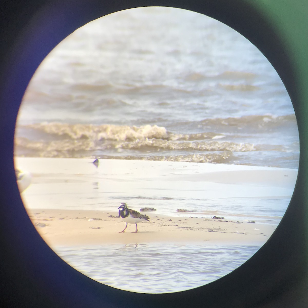 Ruddy Turnstone - ML108332641