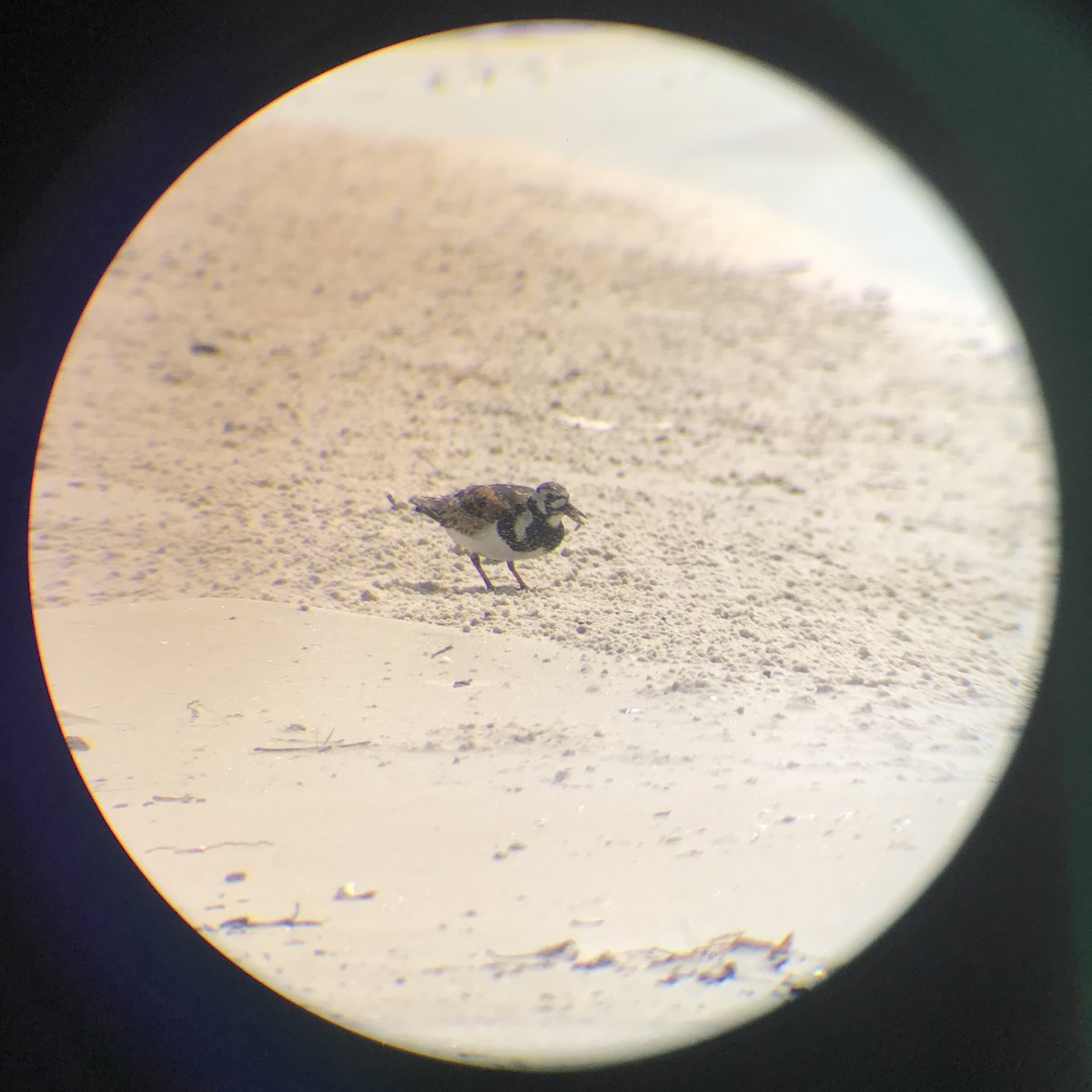 Ruddy Turnstone - ML108332651