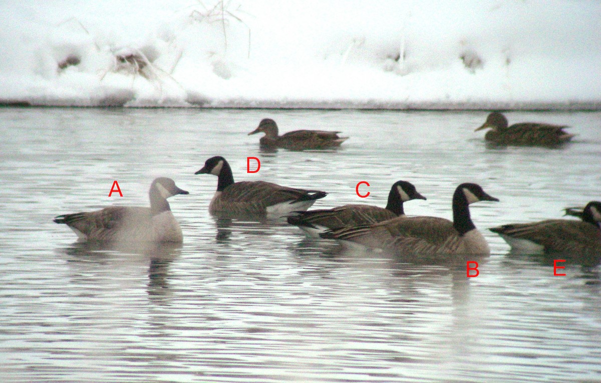 Харлаг галуу - ML108332741