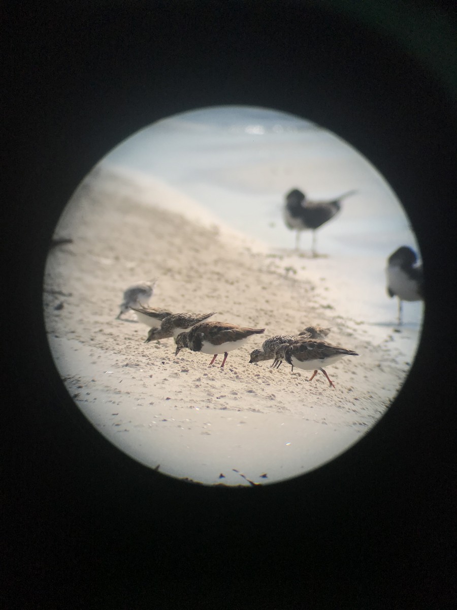 Bécasseau sanderling - ML108332761