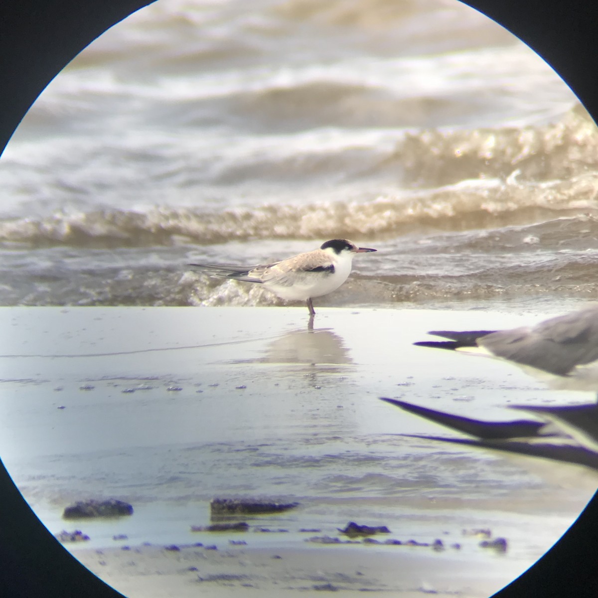 Common Tern - ML108332971