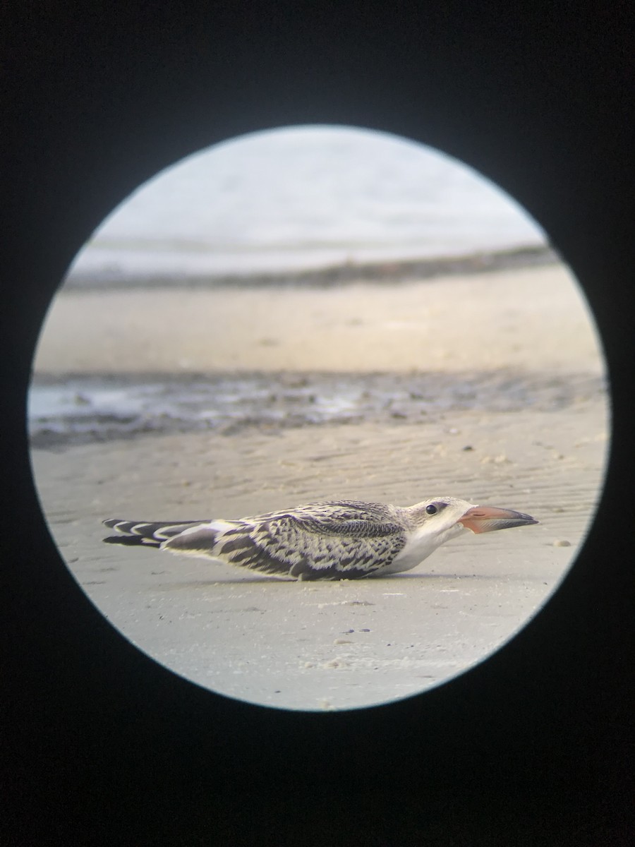 Black Skimmer - ML108333031