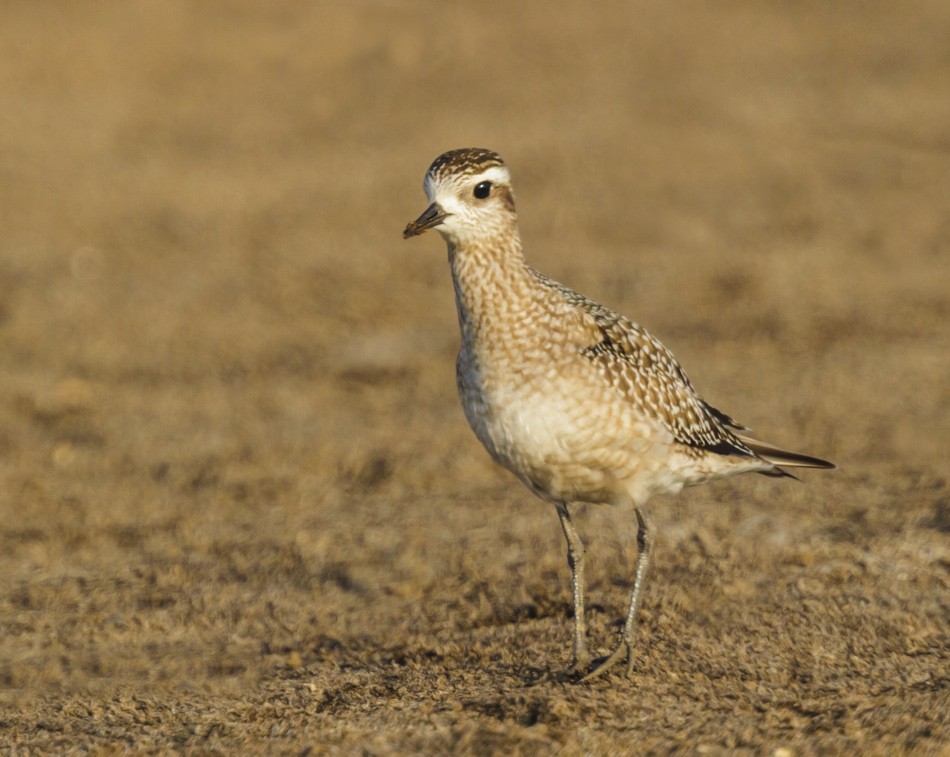 American Golden-Plover - ML108333221