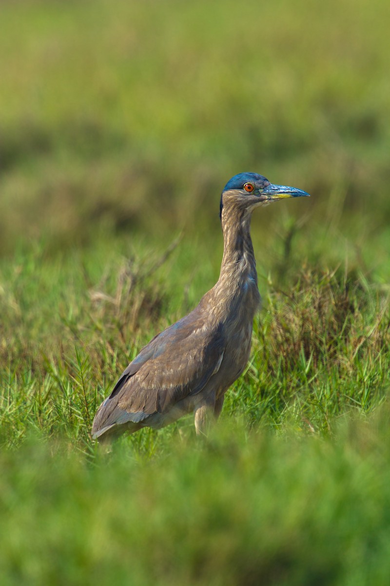 Black-crowned Night Heron - ML108333391