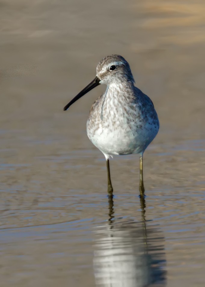 Stilt Sandpiper - ML108333501