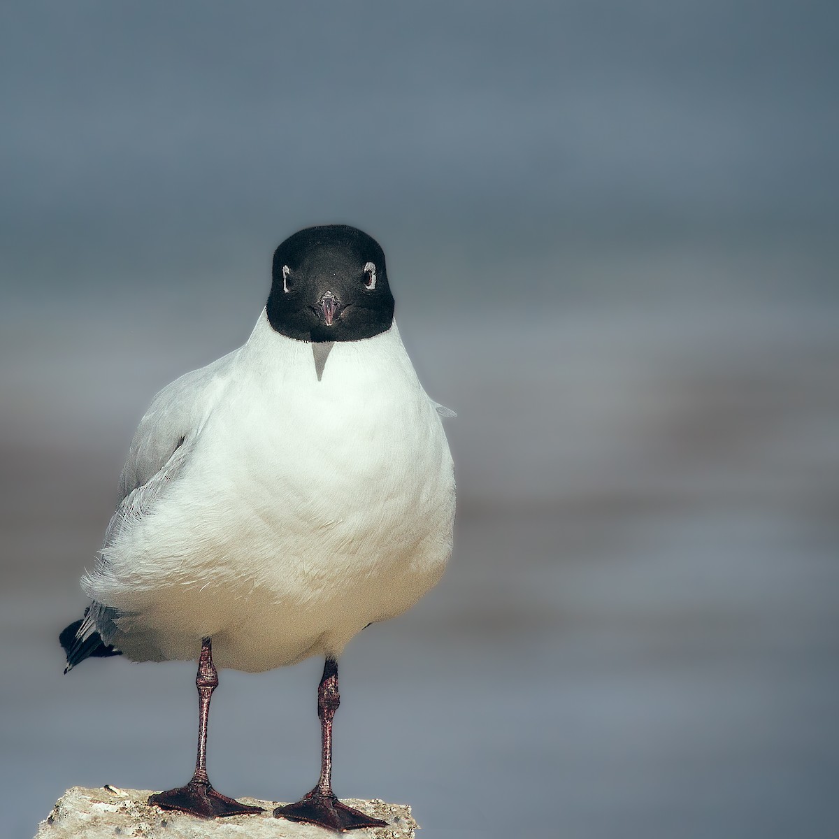 Andean Gull - ML108334411