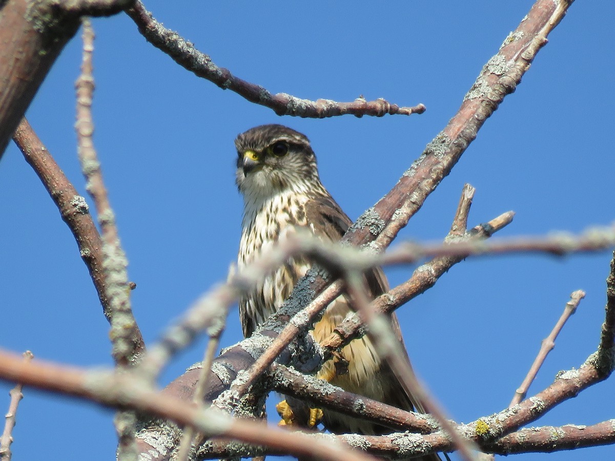 Підсоколик малий - ML108335701