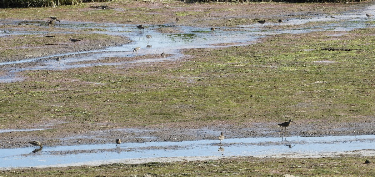 Short-billed Dowitcher - ML108336551