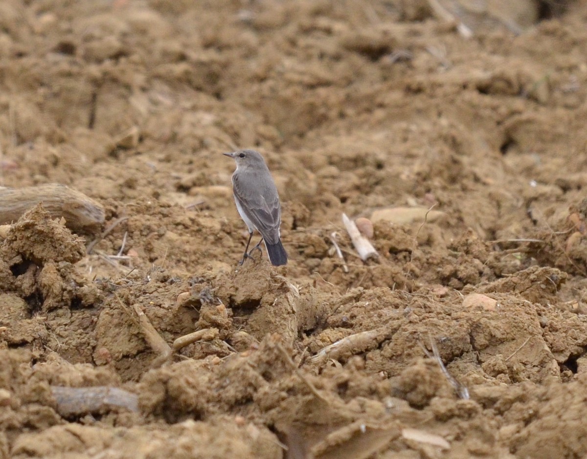 Little Ground-Tyrant - Toby Koosman