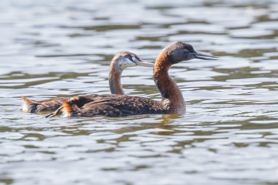 Great Grebe - ML108337731