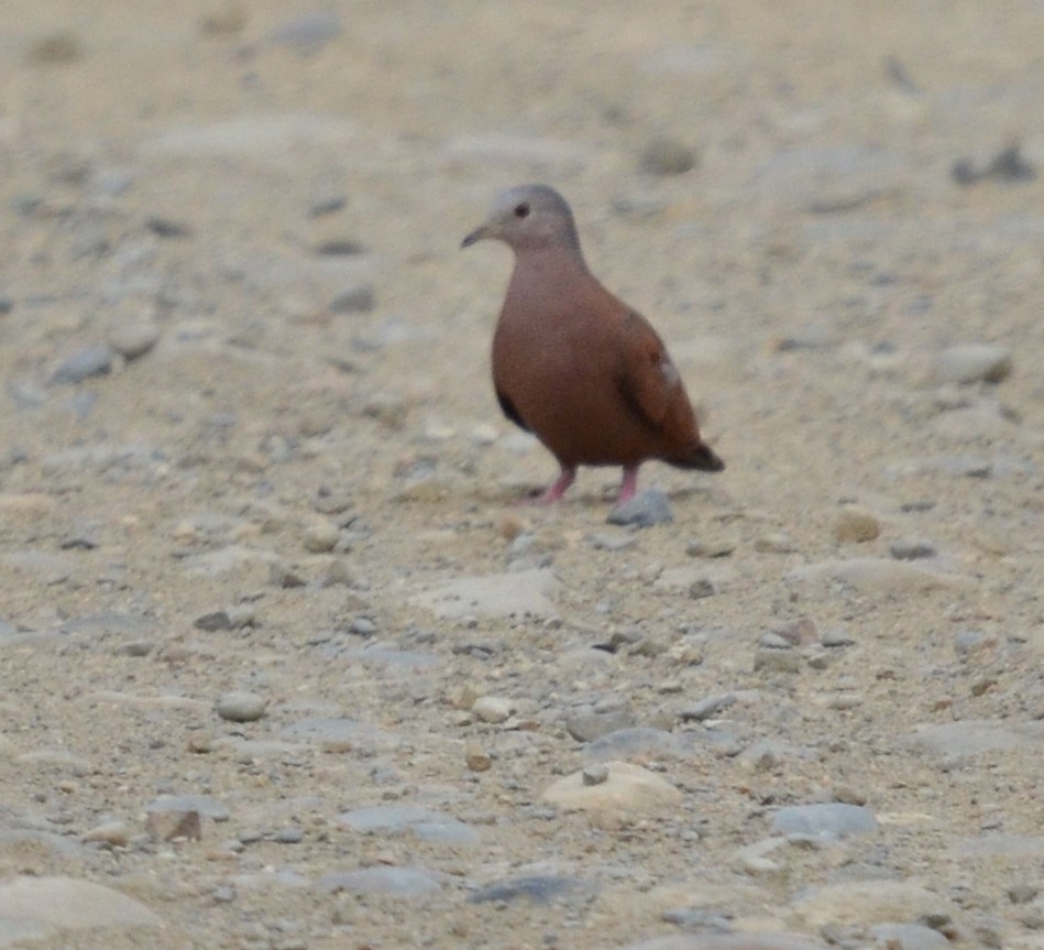 Ruddy Ground Dove - ML108337841