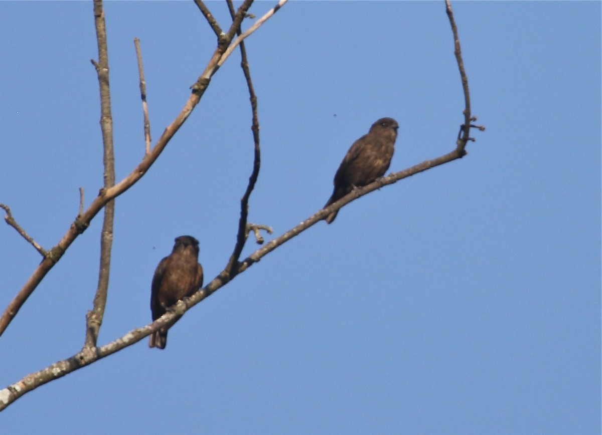 Sooty Flycatcher - Gil Ewing