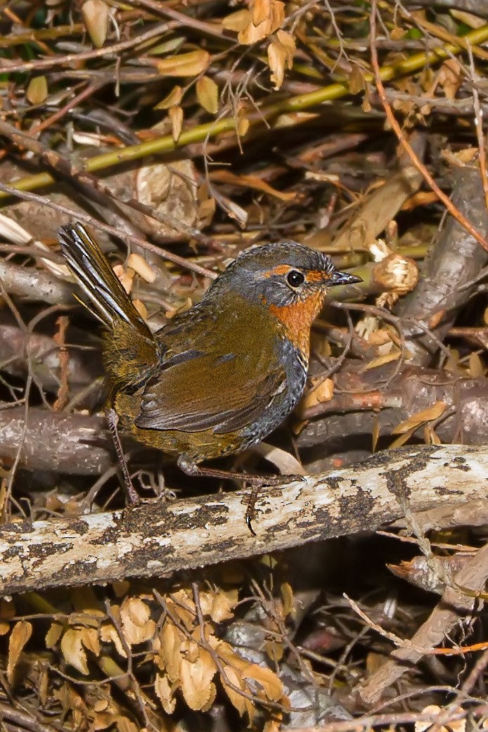 Chucao Tapaculo - ML108341021