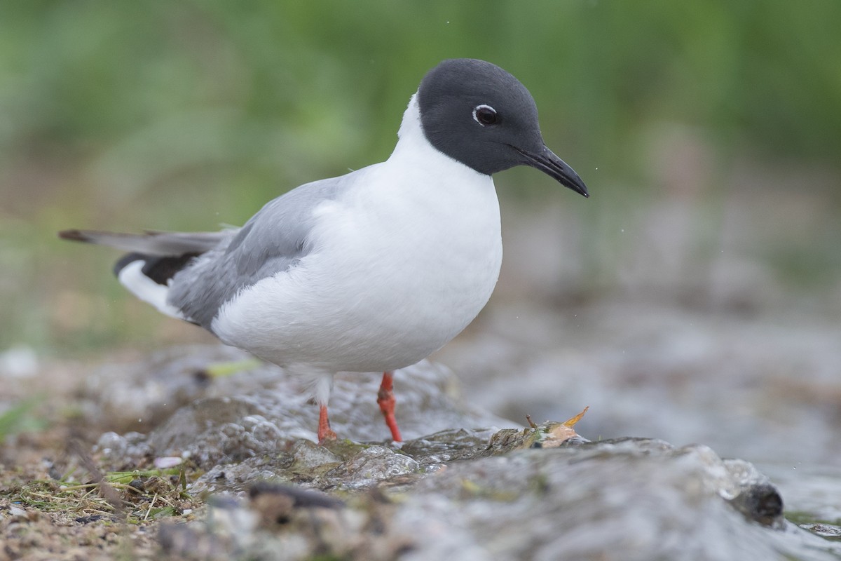 Bonaparte's Gull - ML108341171