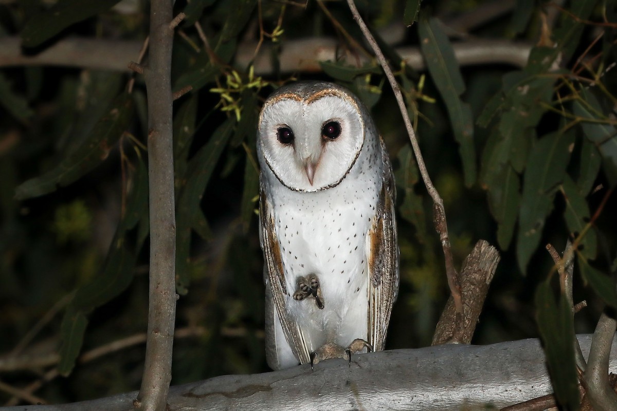 Barn Owl - ML108341401