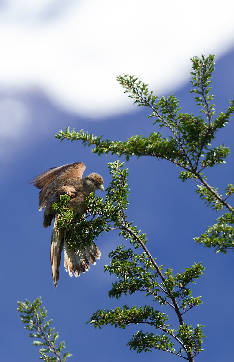 Caracara chimango - ML108341421