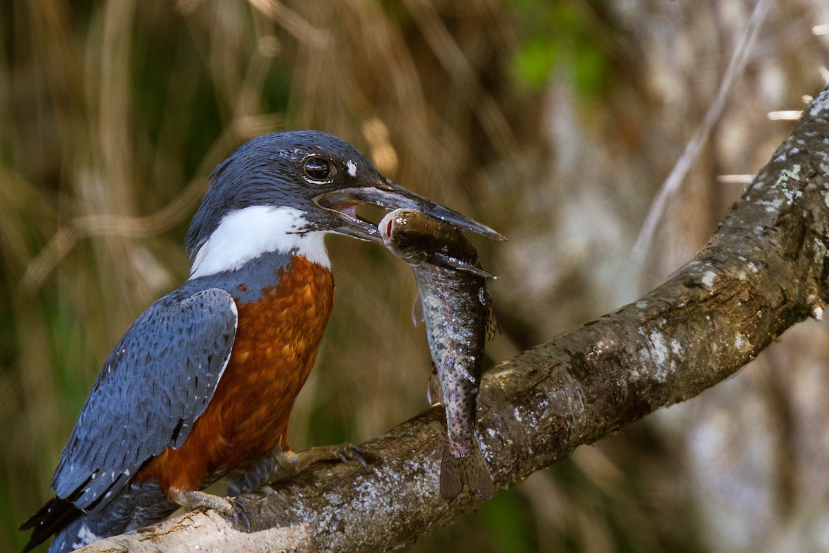 Ringed Kingfisher - ML108341431