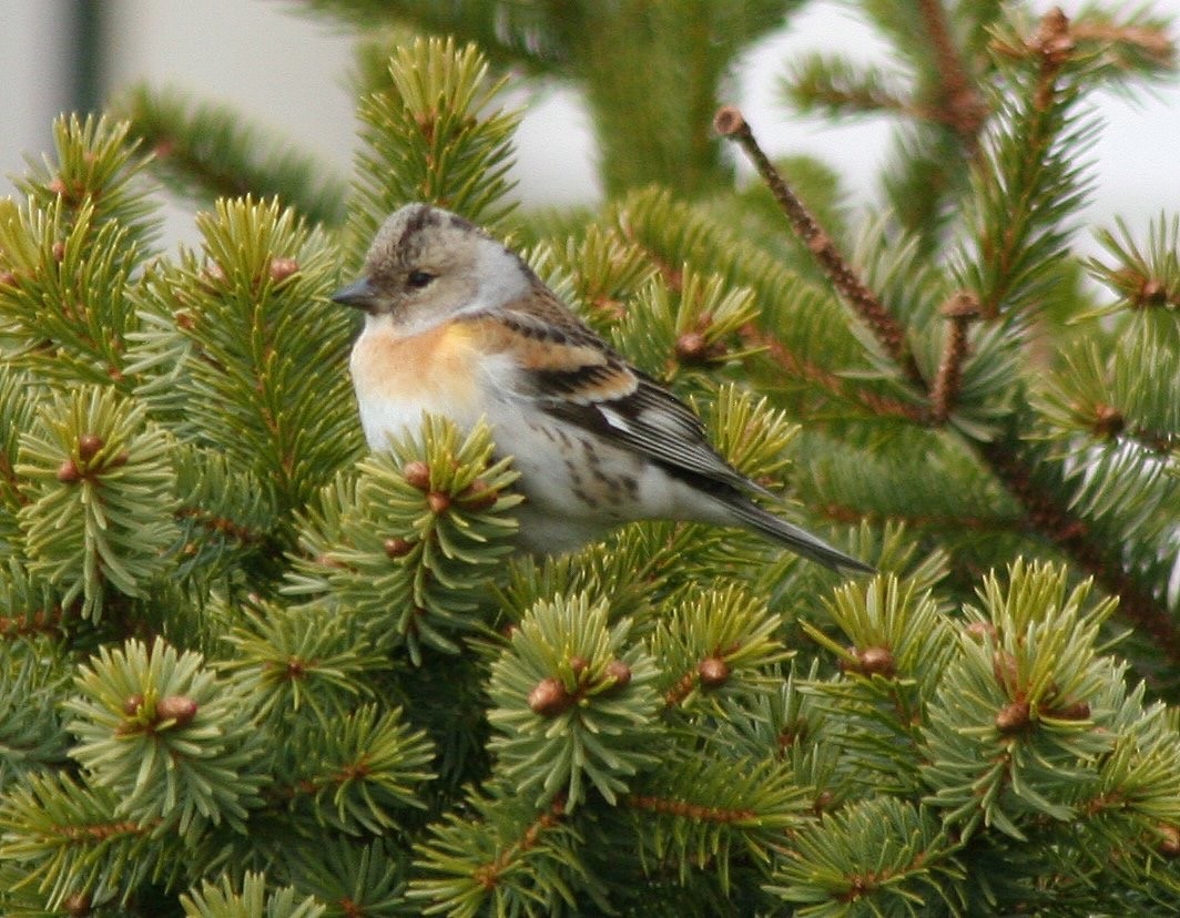 Brambling - ML108343251