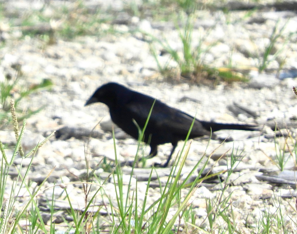 Shiny Cowbird - alice horst