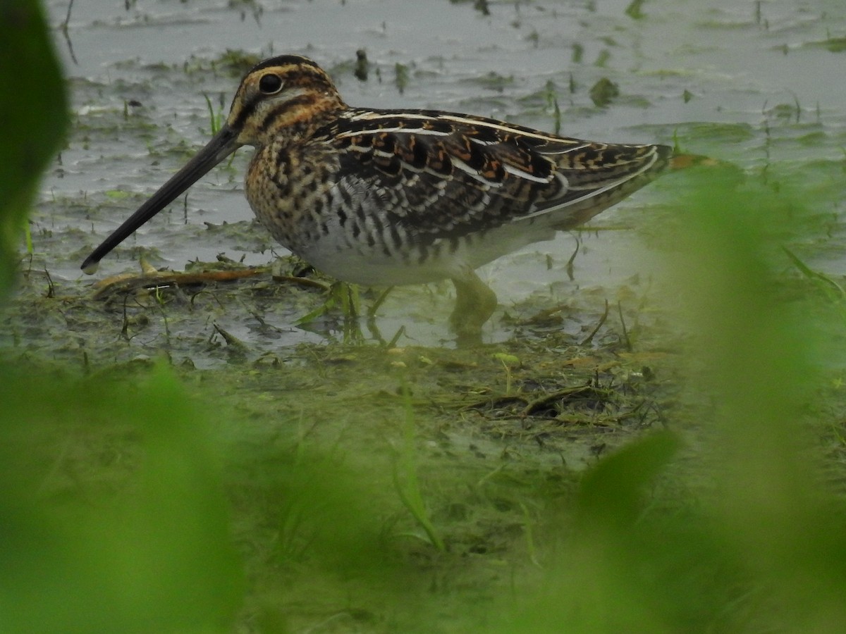 Wilson's Snipe - Jean W. Côté