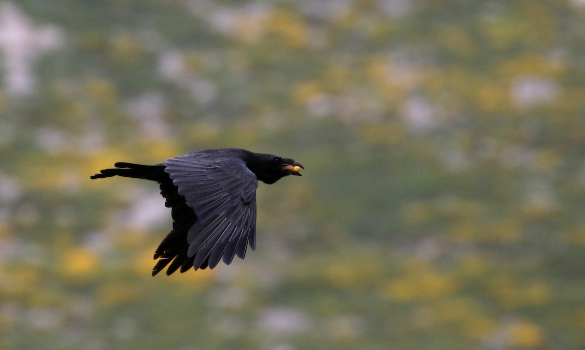 Common Raven - ML108344711