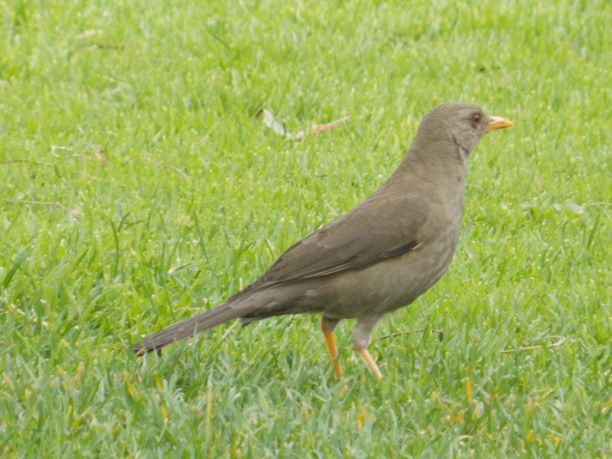 Chiguanco Thrush - santos yongilber carrillo mena