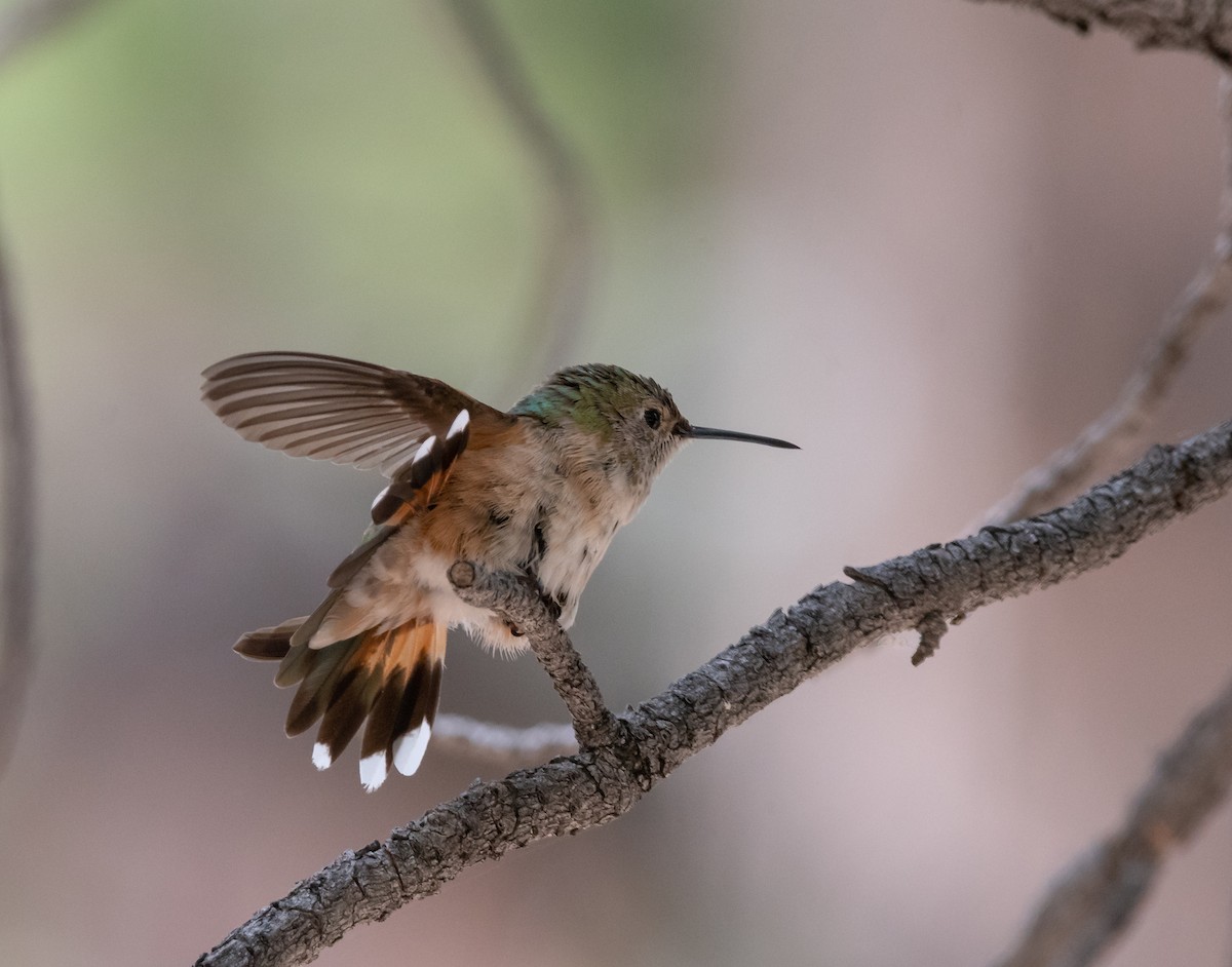 Broad-tailed Hummingbird - Bob Morrison